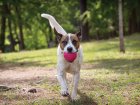 Фото 3 - іграшки West Paw BOZ DOG BALL іграшка-м'яч для собак ВЕЛИКИЙ