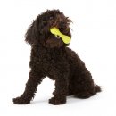 Фото 3 - іграшки West Paw HURLEY DOG BONE іграшка-кісточка для собак СЕРЕДНЯ