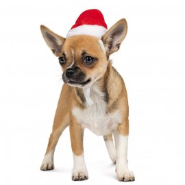 Pet Fashion Новогодний колпак для собак