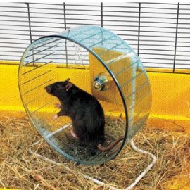 Savic Тренажер Колесо для хом'яків та щурів ROLLY GIANT + STAND