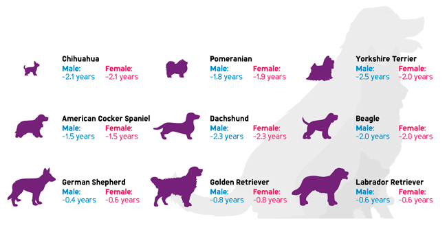 Влияние лишнего веса у собак на продолжительность жизни